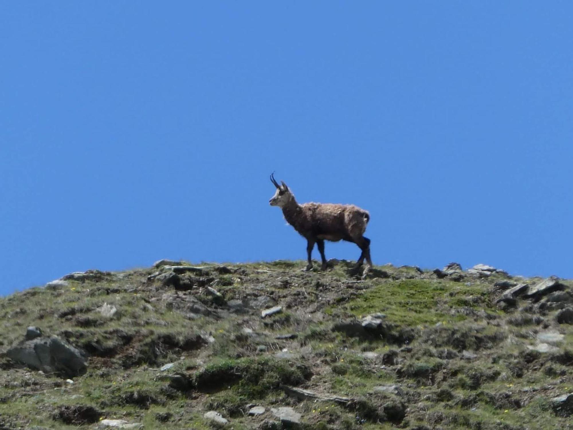 Maisongnemaz Aosta